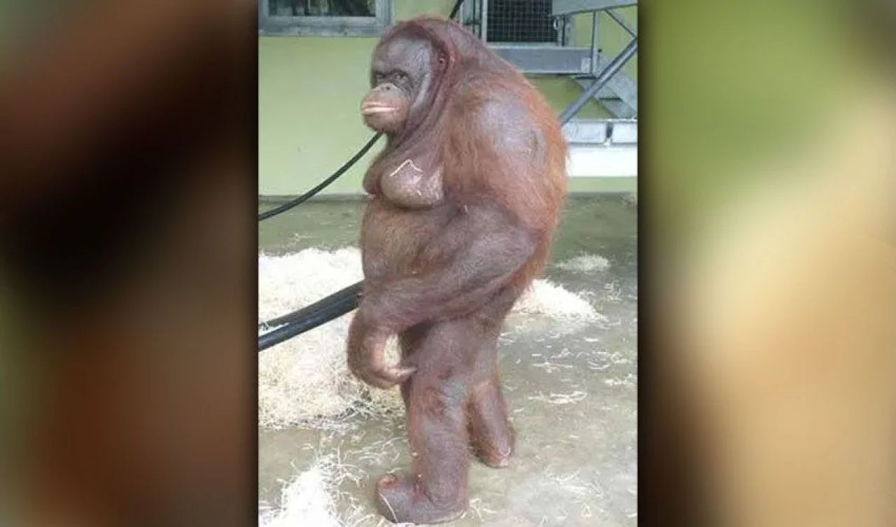Senelerce evde tutuldu! Dünyanın en şişman orangutanı birçok sağlıksız alışkanlık geliştirdi - 3. Resim