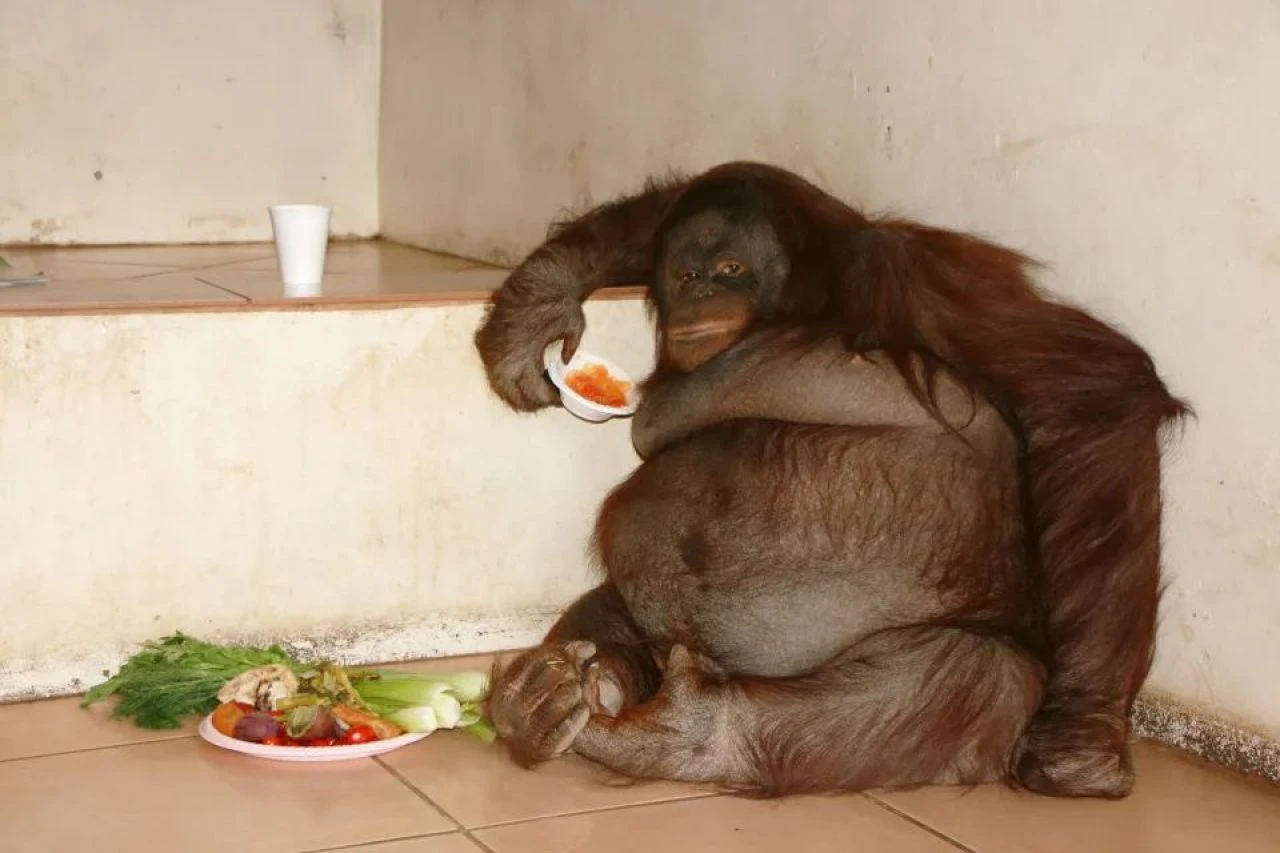 Senelerce evde tutuldu! Dünyanın en şişman orangutanı birçok sağlıksız alışkanlık geliştirdi - 1. Resim
