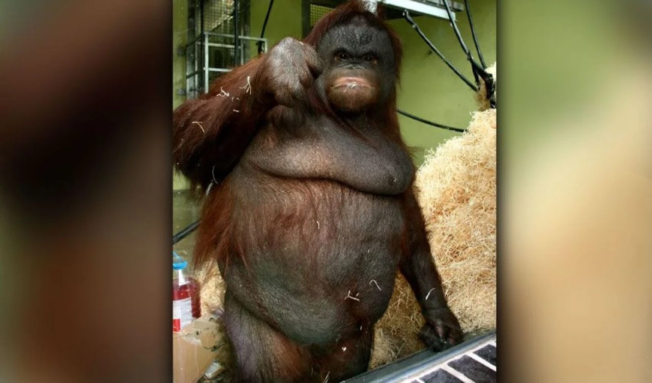 Senelerce evde tutuldu! Dünyanın en şişman orangutanı birçok sağlıksız alışkanlık geliştirdi - 2. Resim