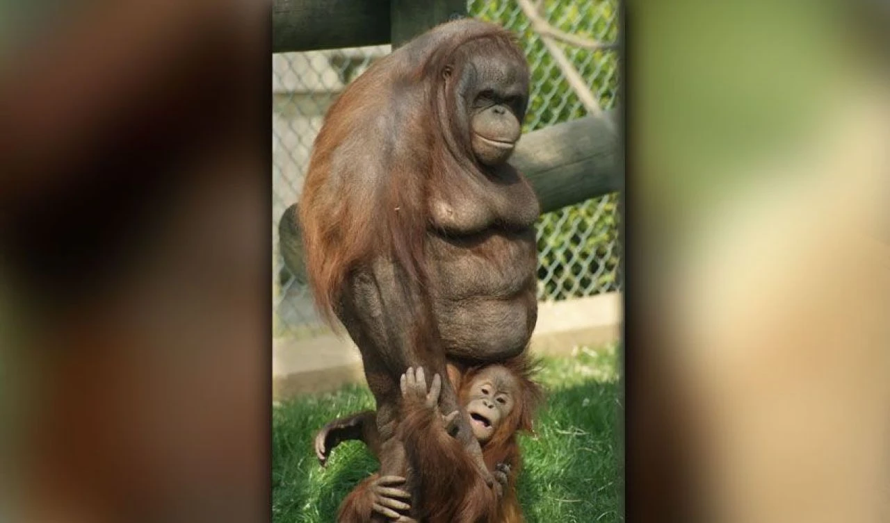Senelerce evde tutuldu! Dünyanın en şişman orangutanı birçok sağlıksız alışkanlık geliştirdi - 4. Resim