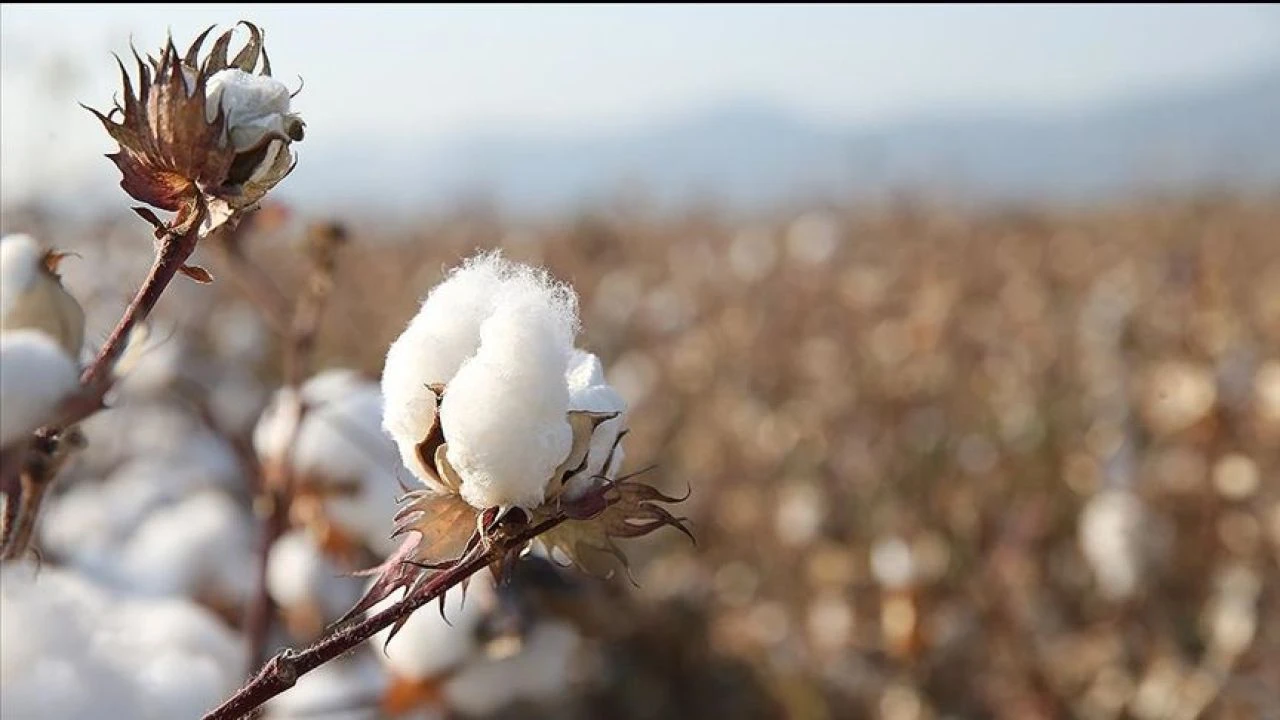 Söke pamuğu AB'den coğrafi işaret tescili alan 27.ürün oldu