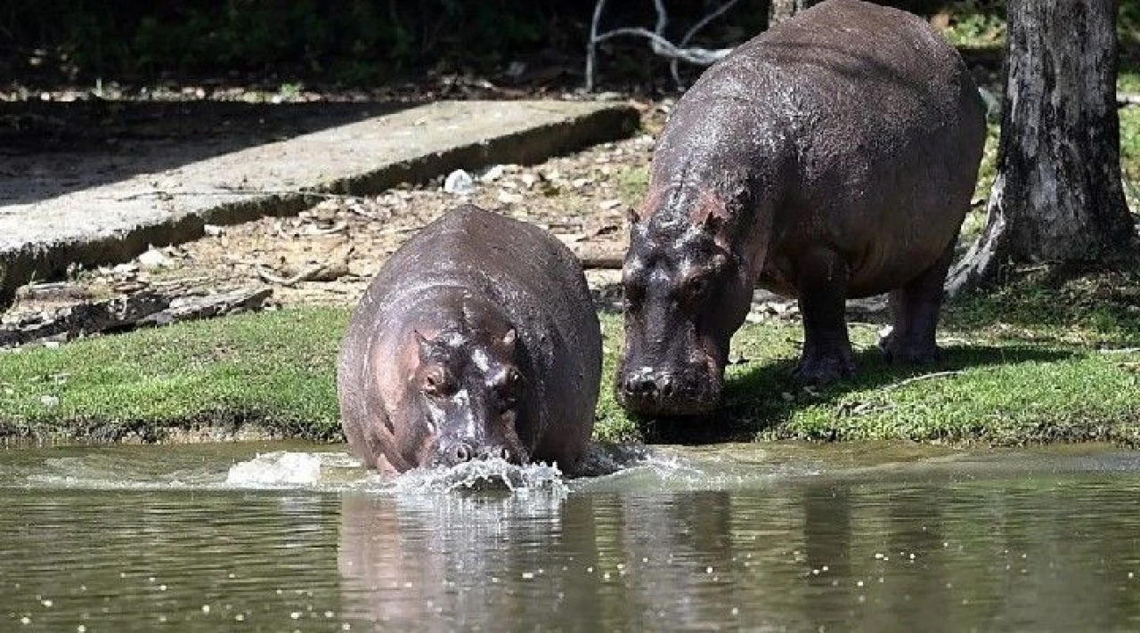 Pablo Escobar'ın su aygırları da artık insan hayatını tehdit ediyor! İdam kararı verildi