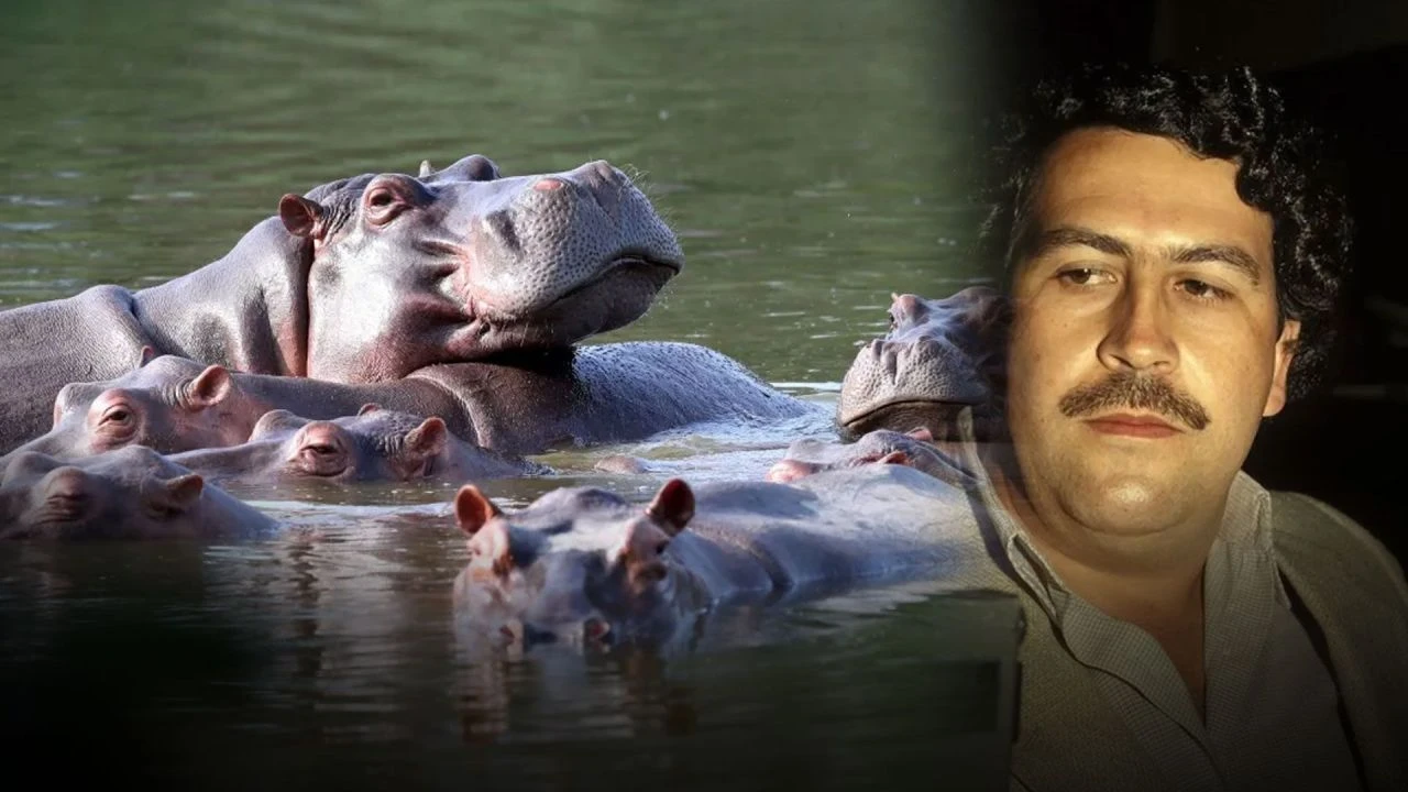 Pablo Escobar'ın su aygırları da artık insan hayatını tehdit ediyor! İdam kararı verildi