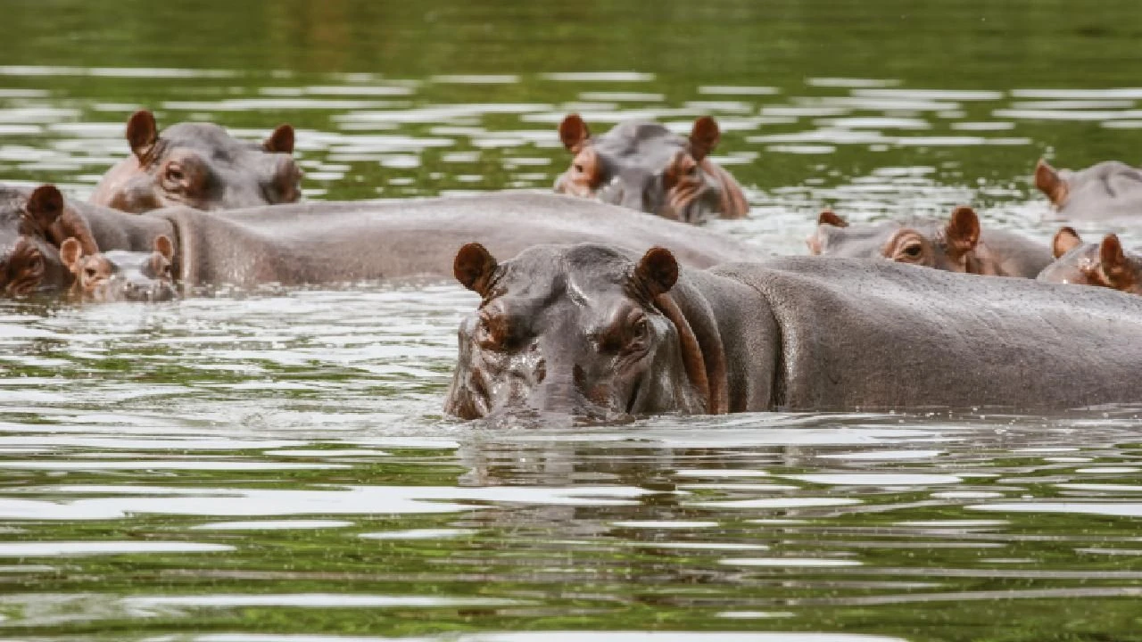 Pablo Escobar'ın su aygırları da artık insan hayatını tehdit ediyor! İdam kararı verildi
