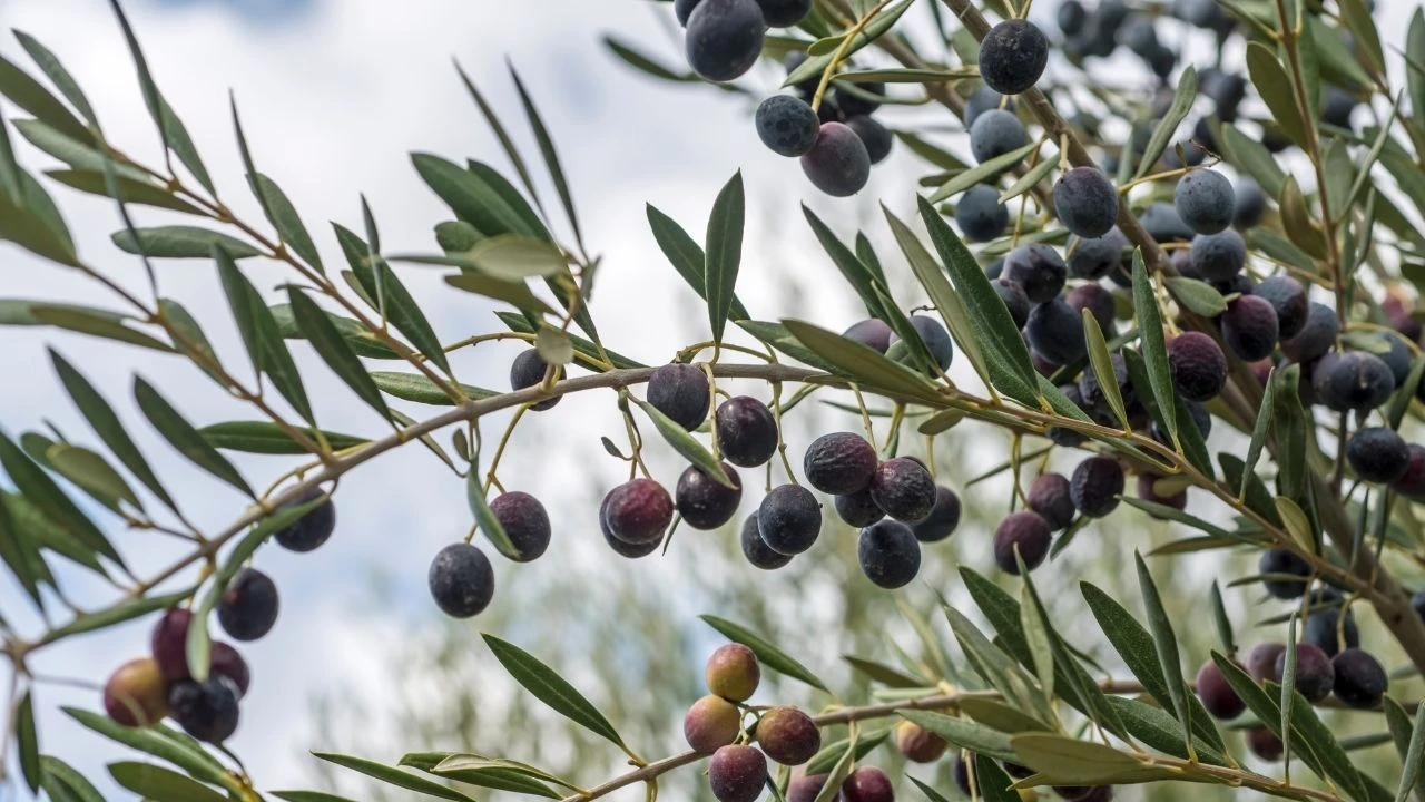 Marmarabirlik rekolte beyan alımları 16 Eylül'de başlıyor! Zeytin fiyatları kısa süre içinde açıklanacak