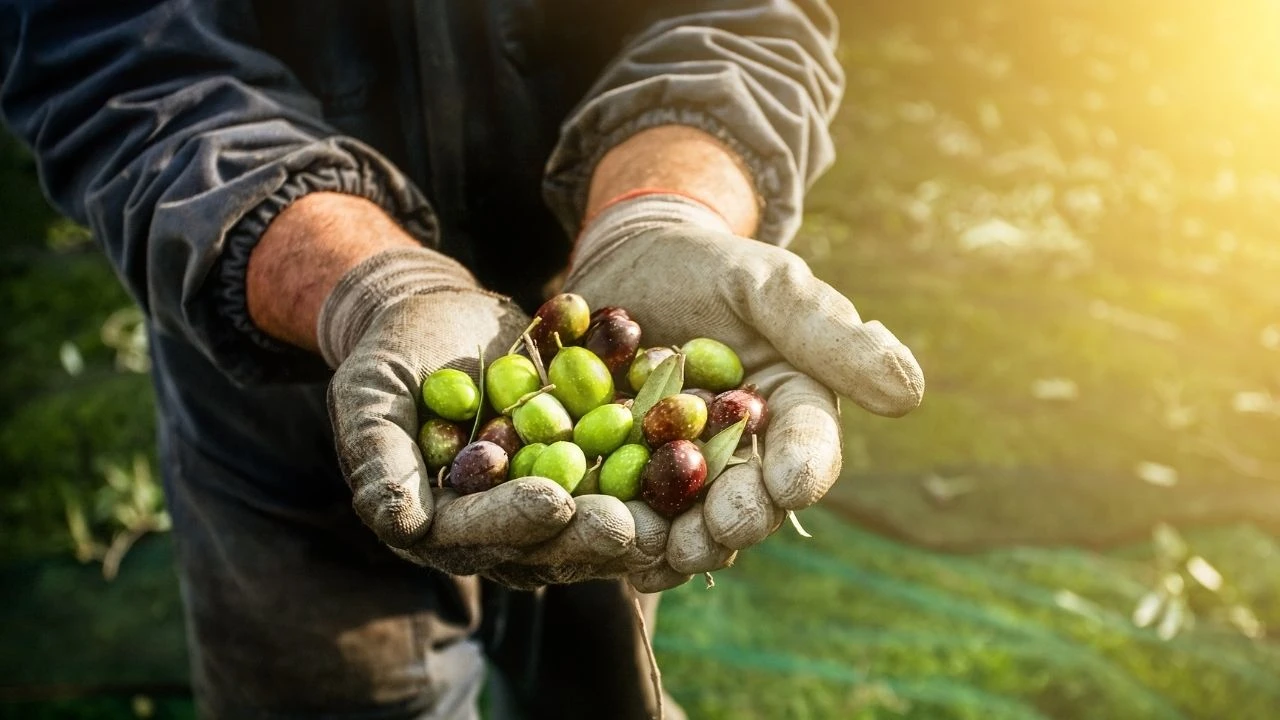 Marmarabirlik rekolte beyan alımları 16 Eylül'de başlıyor! Zeytin fiyatları kısa süre içinde açıklanacak