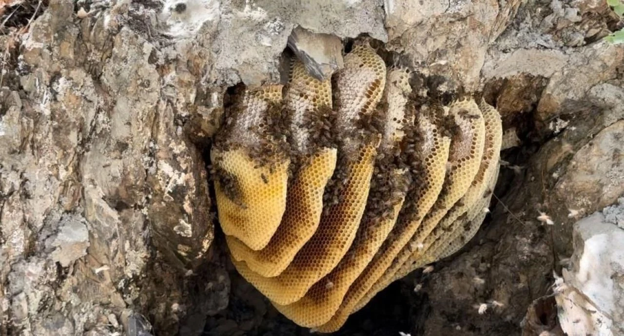 12 yıl önce Cilo Dağı'nda keşfetti, yurt dışından özel müşterilerine satıyor: Fiyatı altınla yarışıyor - 5. Resim