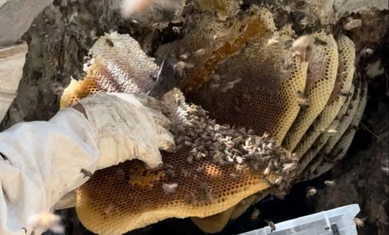 12 yıl önce Cilo Dağı'nda keşfetti, yurt dışından özel müşterilerine satıyor: Fiyatı altınla yarışıyor - 3. Resim