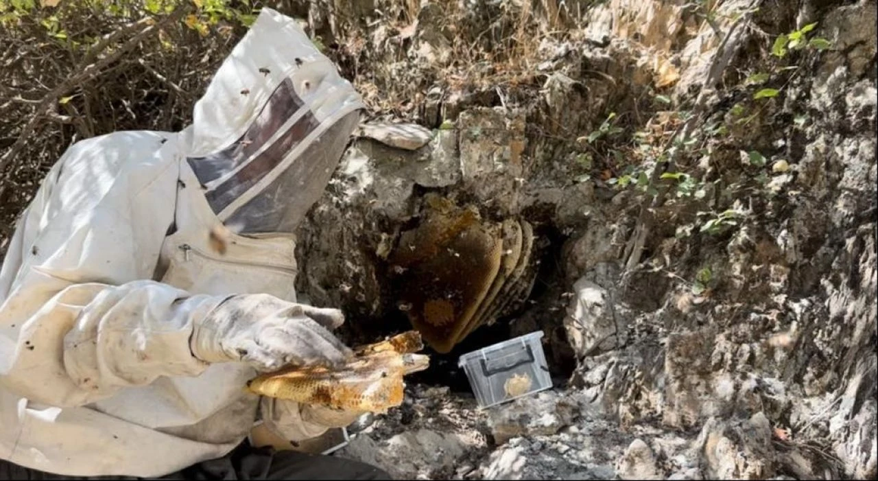 12 yıl önce Cilo Dağı'nda keşfetti, yurt dışından özel müşterilerine satıyor: Fiyatı altınla yarışıyor - 2. Resim