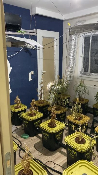 Jandarma bile şaşkına döndü! Ev değil uyuşturucu serası - 2. Resim