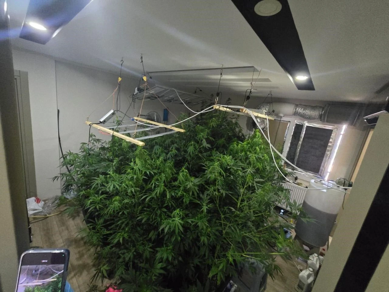 Jandarma bile şaşkına döndü! Ev değil uyuşturucu serası - 1. Resim