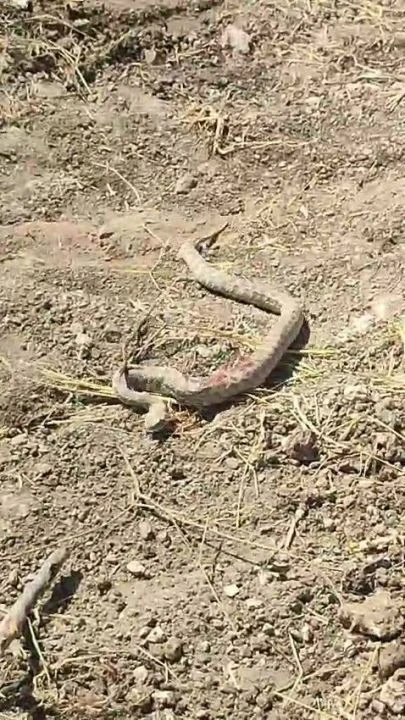 Toprağa gizlenirken buldu, görünce aklı çıktı! Zehirli engerek kameraya yakalandı - 1. Resim