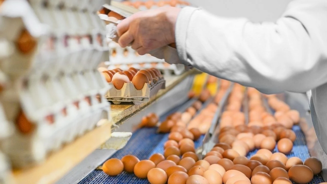 TÜİK açıkladı: Kümes hayvancılığı verileri belli oldu! Tavuk eti ve tavuk yumurtası üretimi temmuzda arttı