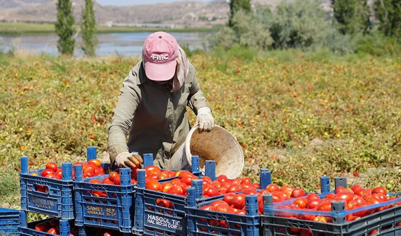 Çiftçiler isyan etti: Günlüğü bin liradan işçi bulamıyoruz