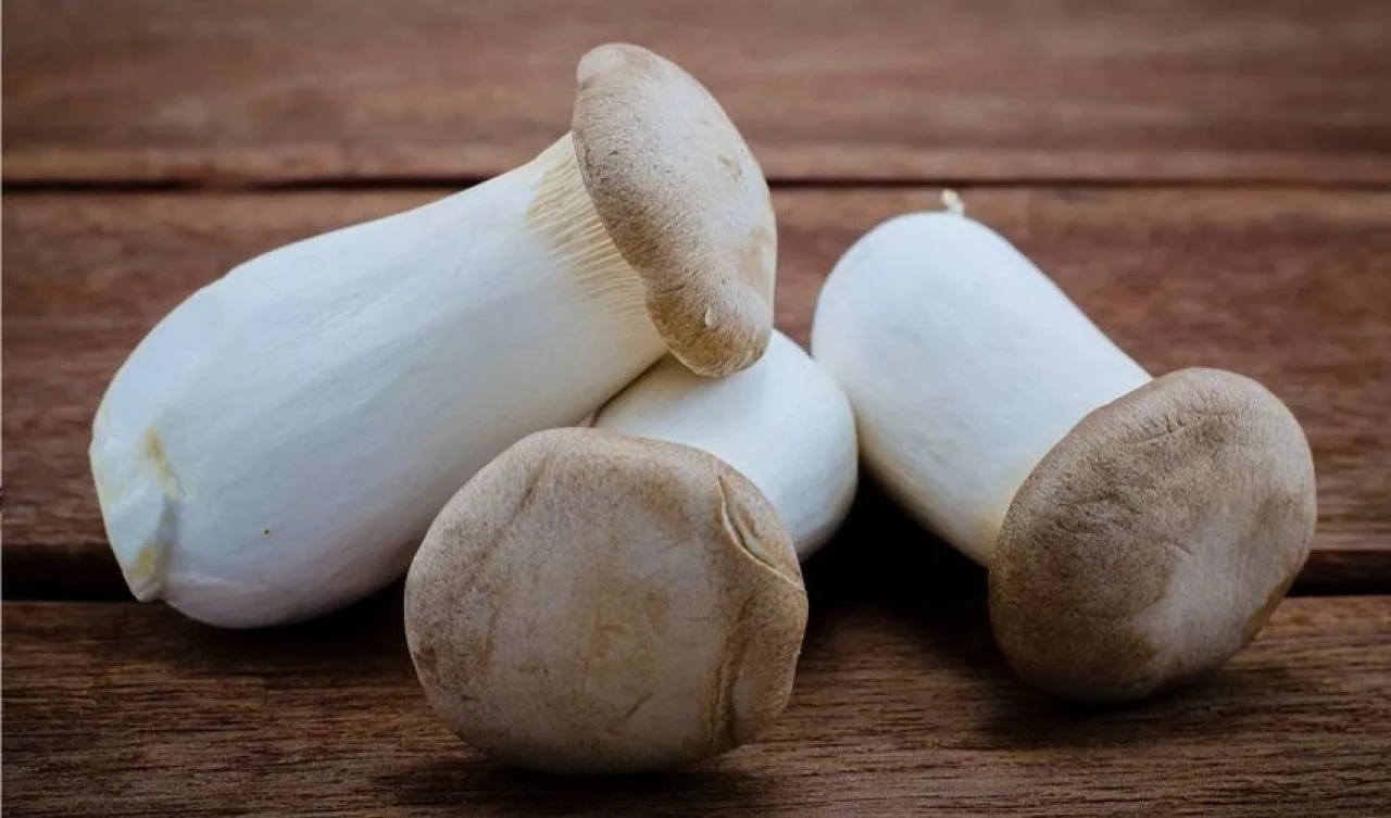 Biyohibrit robot resmen gerçek oldu! Bilim insanları yenilebilir mantara emeklemeyi öğretti - 2. Resim