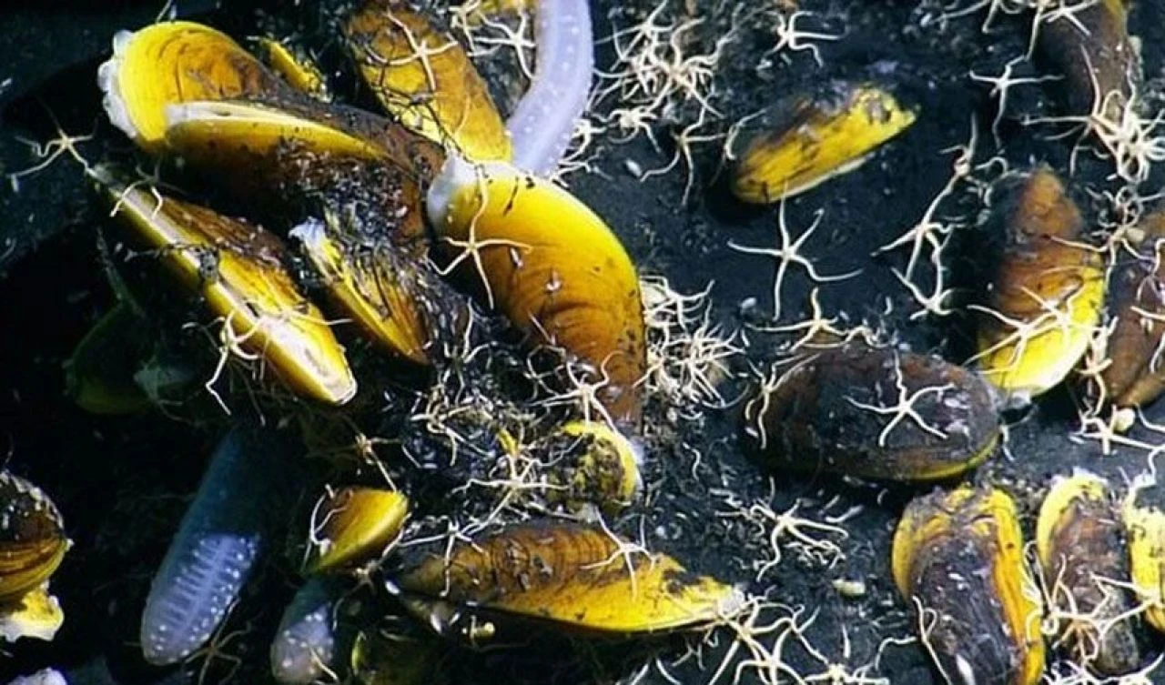 Cesetlerle dolu 'Umutsuzluğun Sıcak Küveti', dünyanın en ölümcül sularından biri