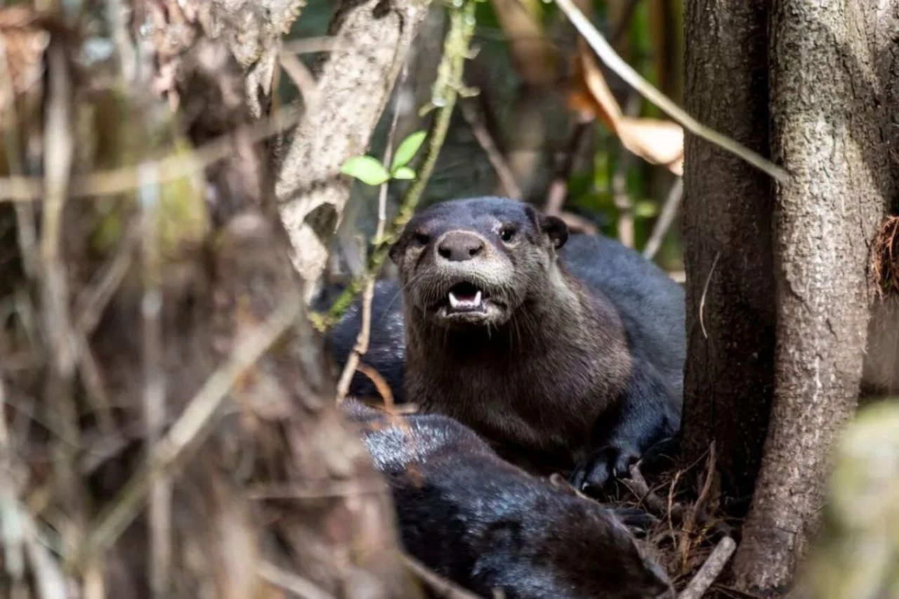 Timsahlar bitti su samurları başladı: Çocuğu suyun altına çekti aile dehşeti yaşadı - 1. Resim