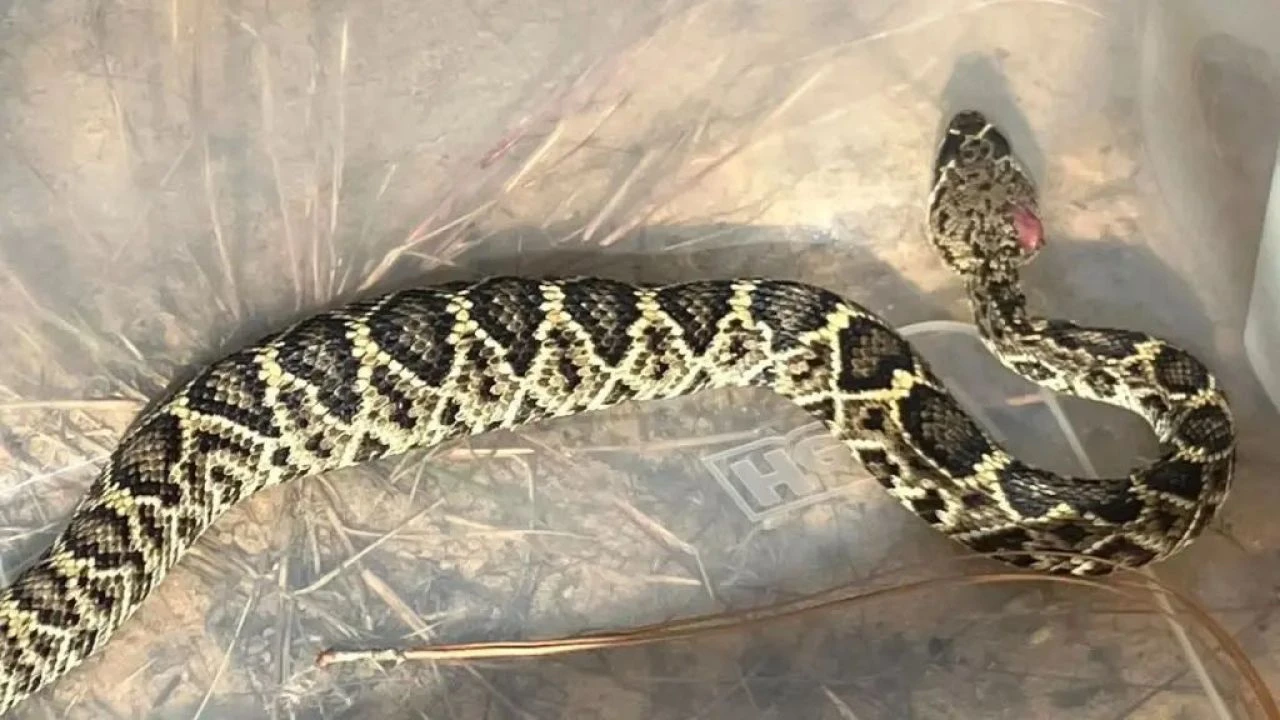 Torbaya koydu 1 tane, eve geldi 3 tane! Bilmece gibi bir 'yılan' olayı