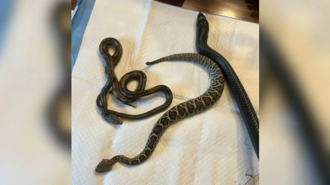 Torbaya koydu 1 tane, eve geldi 3 tane! Bilmece gibi bir 'yılan' olayı