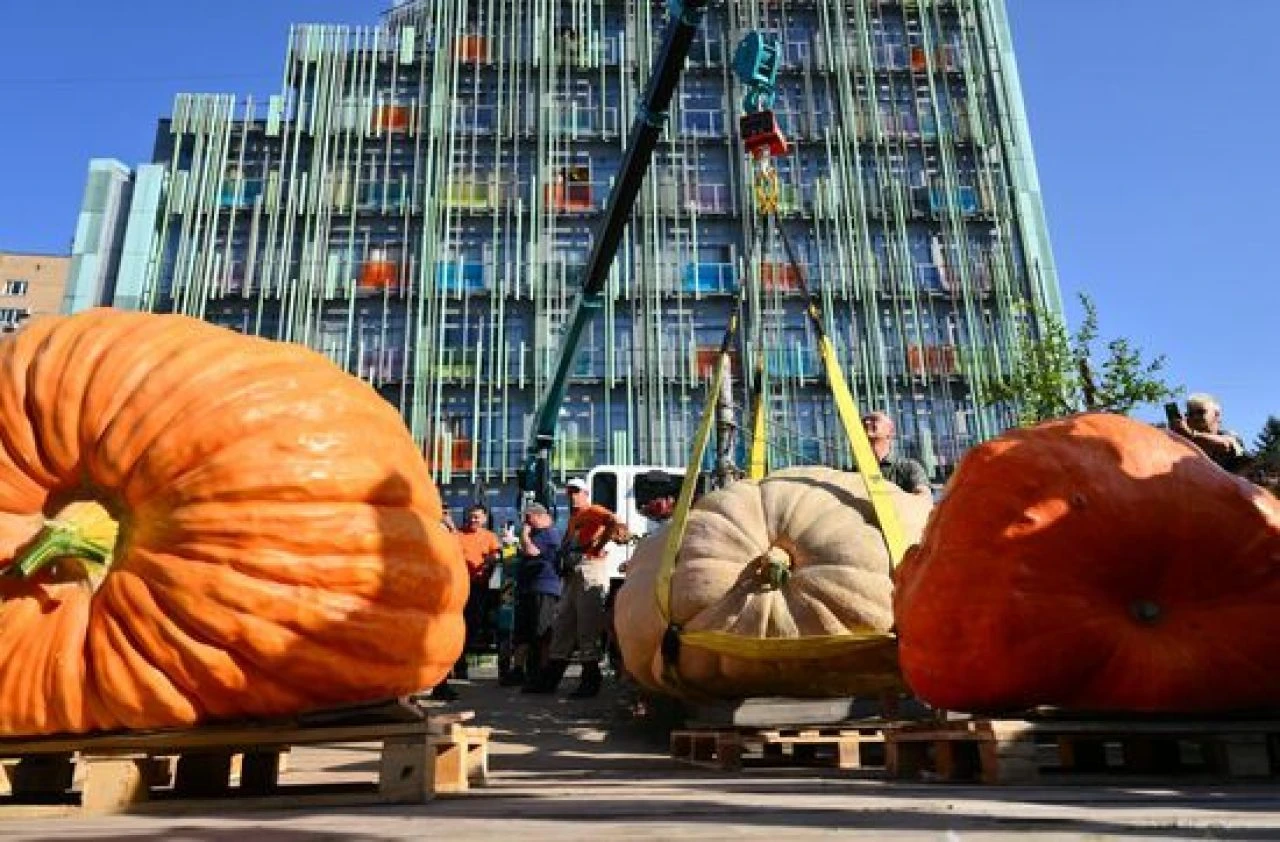 Bir dana ağırlığında bal kabağı! Amatör yetiştiriciden rekor geldi