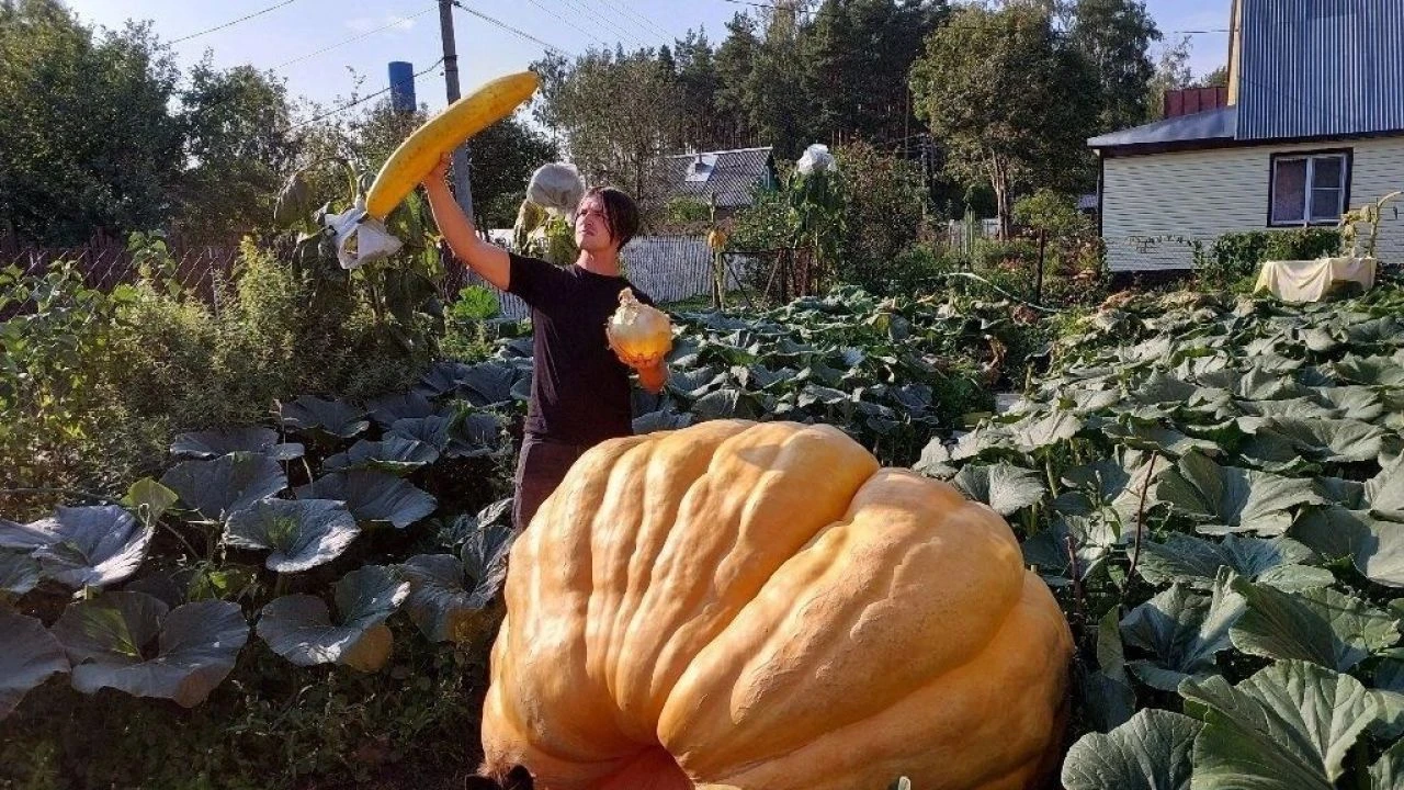 Bir dana ağırlığında bal kabağı! Amatör yetiştiriciden rekor geldi