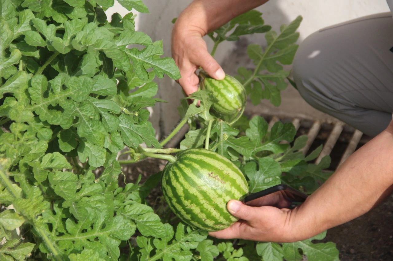 Görenler inanamadı, dönüp bir daha baktı! Sivas'ta betonda yetişen karpuzlar şaşırttı