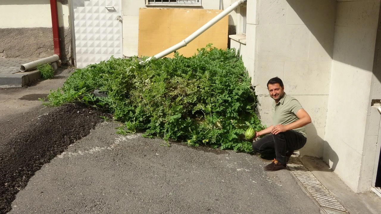 Görenler inanamadı, dönüp bir daha baktı! Sivas'ta betonda yetişen karpuzlar şaşırttı