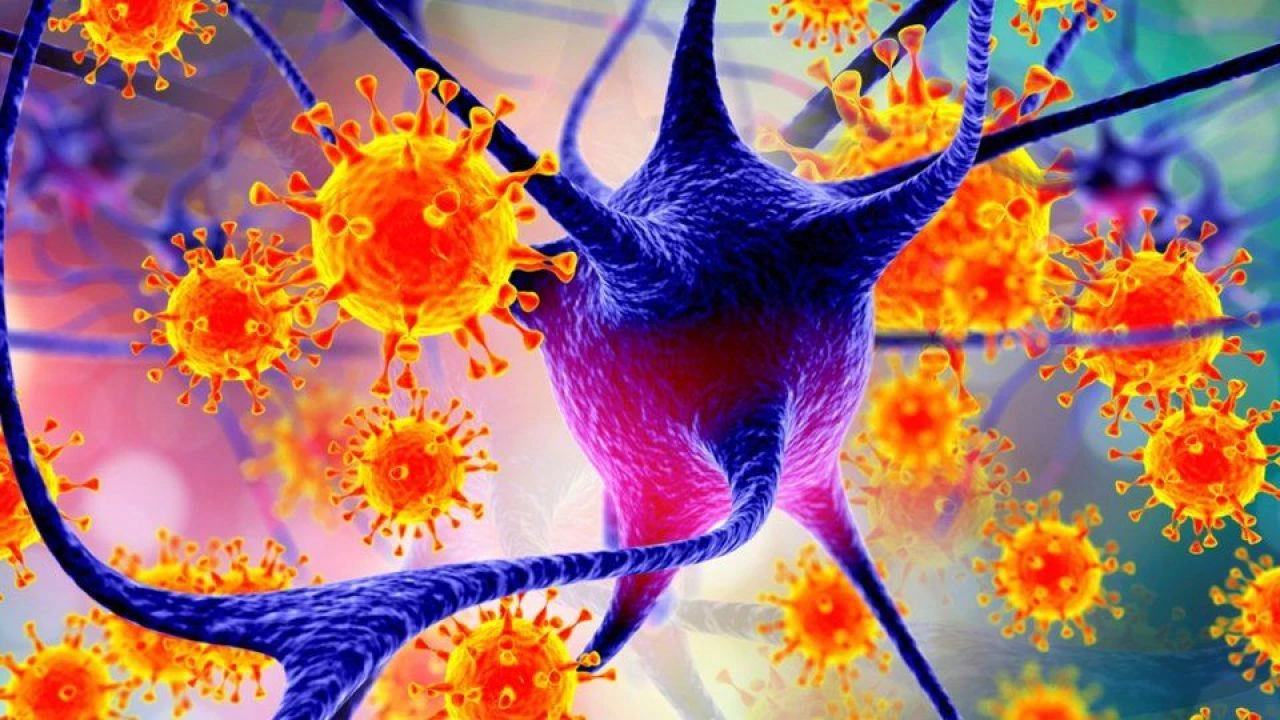 Beyin şişiren Nipah virüsü bir kişiyi daha öldürdü! Ülkede alarm verildi - 2. Resim