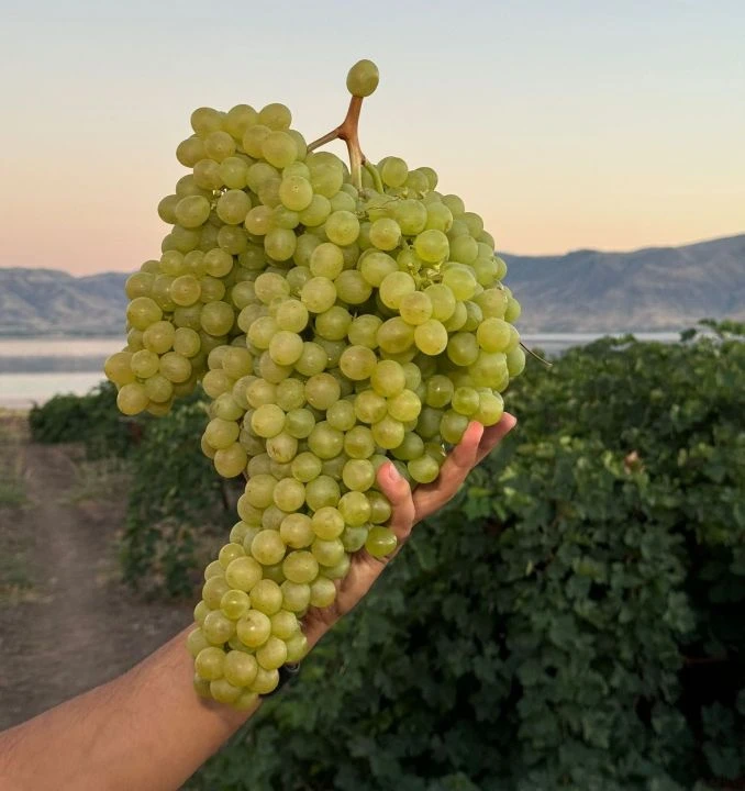 Görenler hayrete düştü, video viral oldu! 5 kiloluk üzüm salkımına yurt dışından talep