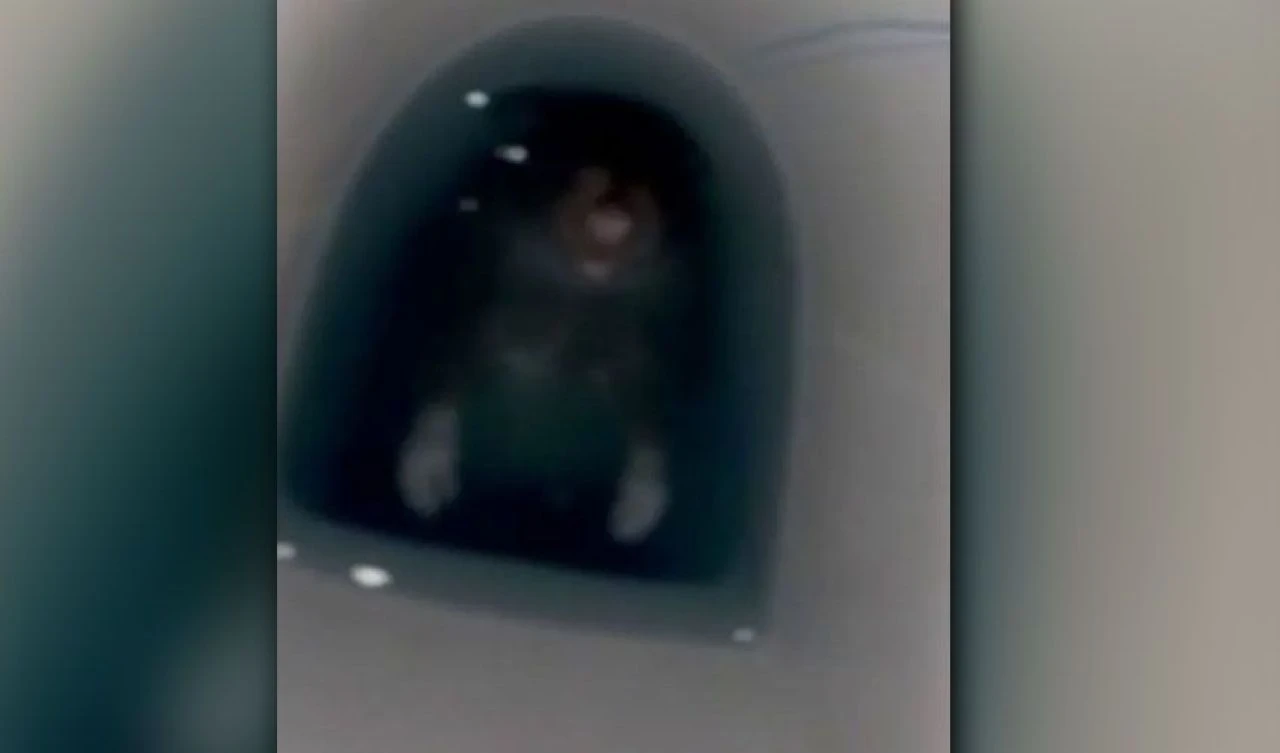 Klozet canavarı kadını çığlık çığlığa bıraktı! Profesyonel avcı devreye girdi - 2. Resim