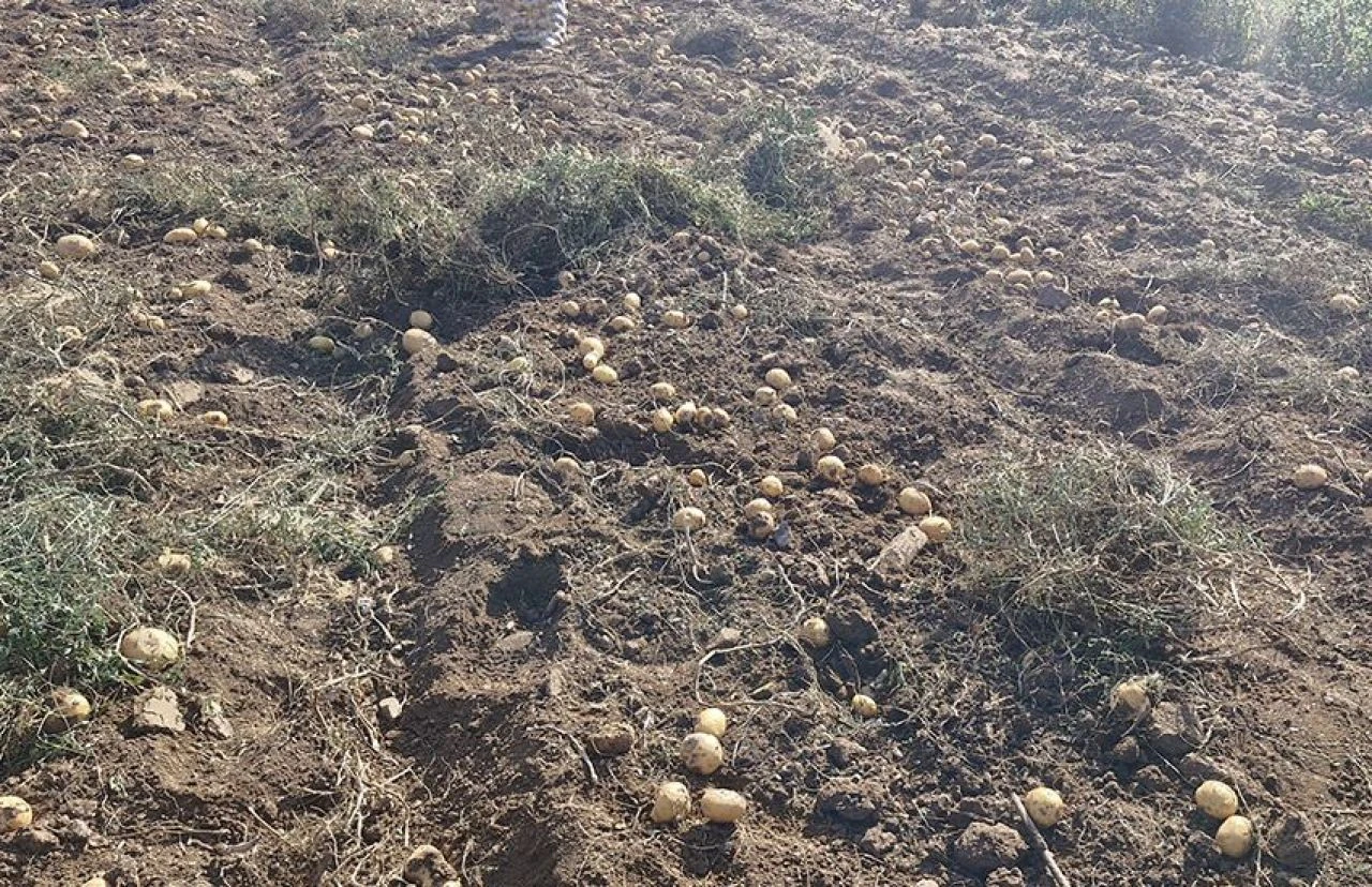 Tüccarlara isyan etti, patatesleri halka ücretsiz dağıttı - 1. Resim