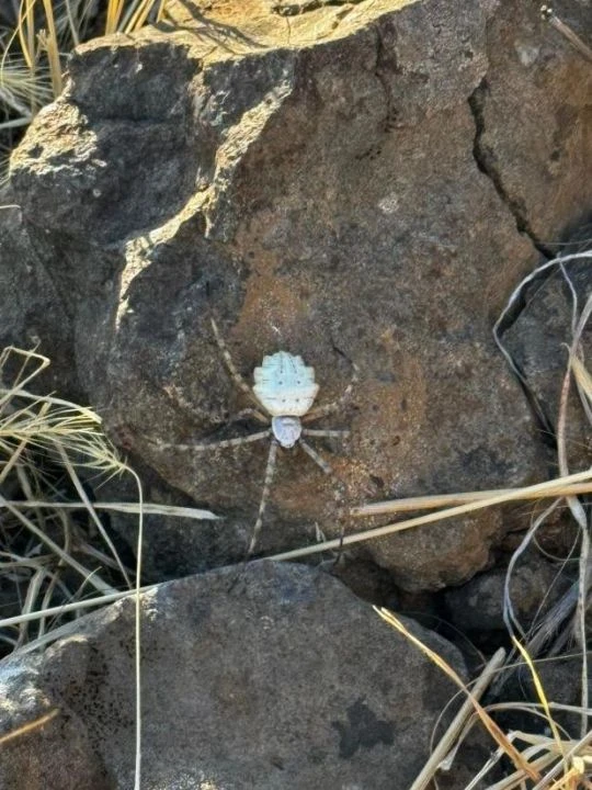 Zehirli örümcek türü argiope lobata Muş’ta görüldü! - 2. Resim