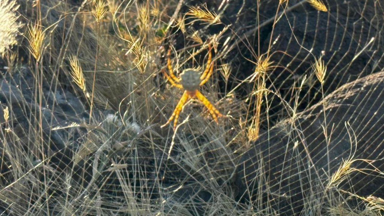 Zehirli örümcek türü Argiope Lobata Muş’ta görüldü!