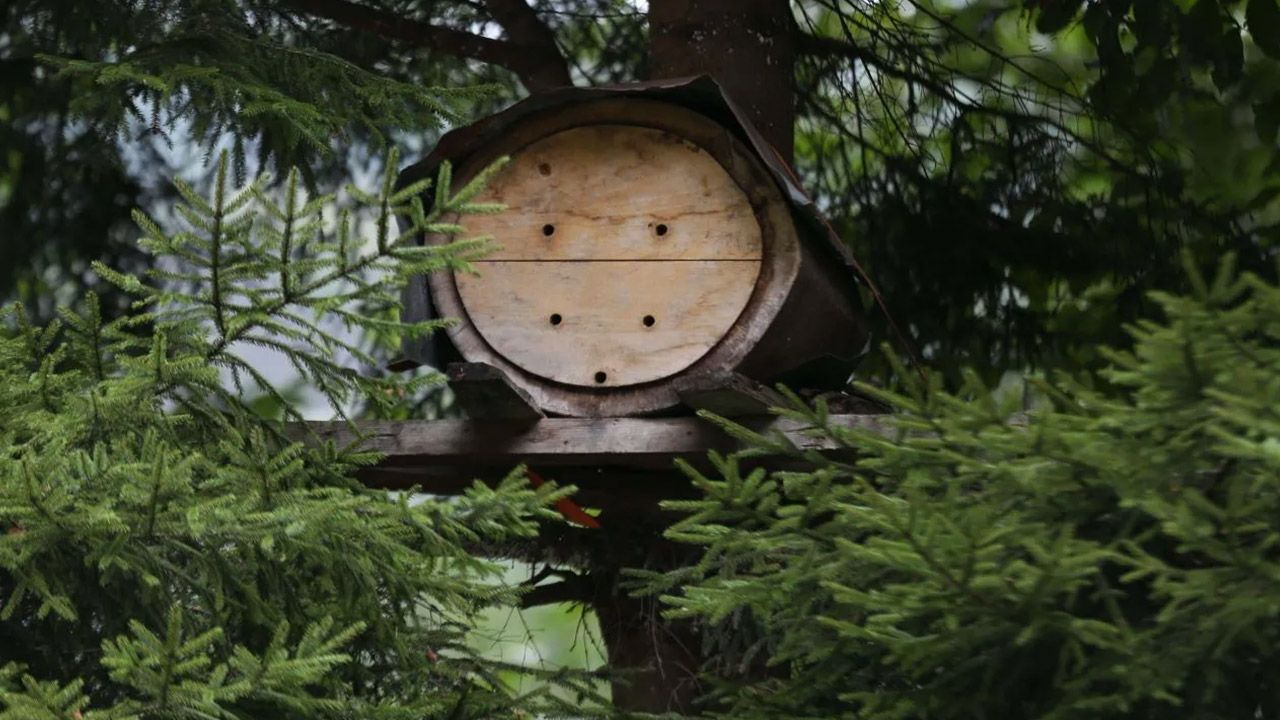 Hasadı başladı, çok rağbet görüyor: Adeta sıraya girdiler! Kilosu 3 bin lira