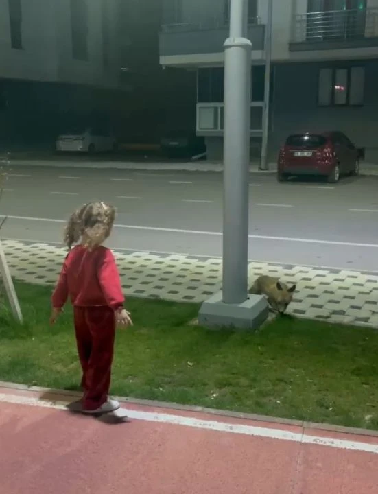 Parka gelen tilki minik kızı şaşkınlığa uğrattı: Sevimli halleri gülümsetti