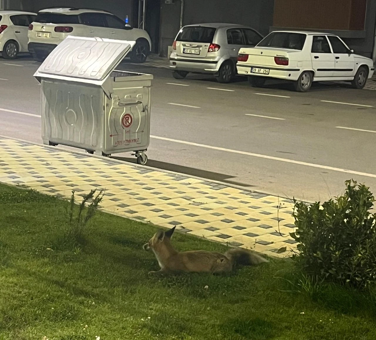 Parka gelen tilki minik kızı şaşkınlığa uğrattı: Sevimli halleri gülümsetti