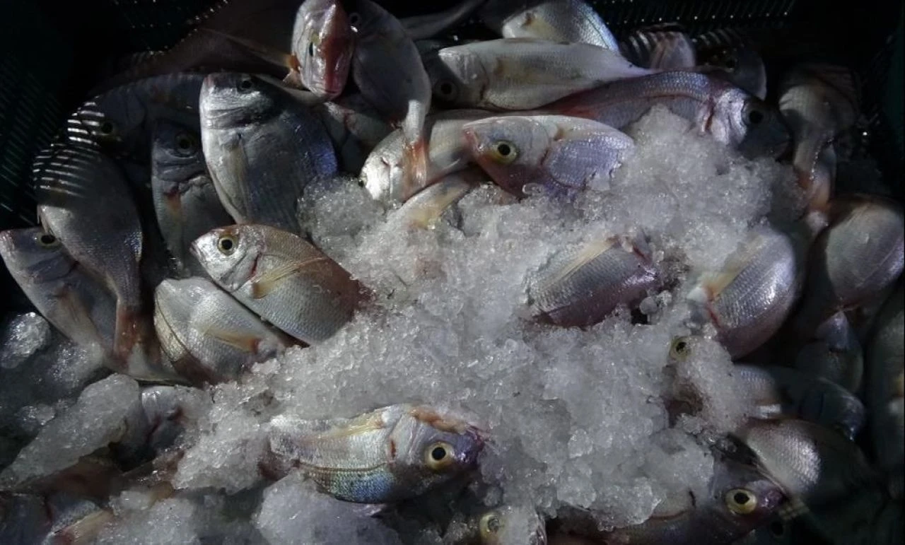 Vatandaş balığa doyacak: Akdeniz’de balık sezonu bereketli başladı! - 3. Resim