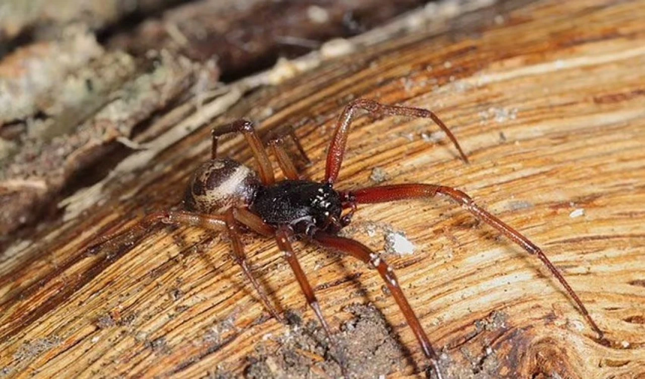 Örümcek ısırığını umursamadı vücudunda kocaman bir delik açıldı! Az kalsın ölüyordu