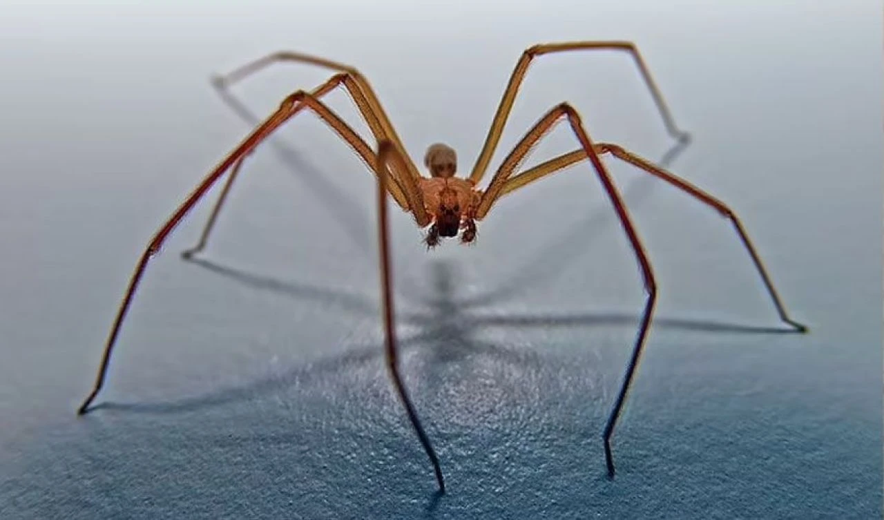 Örümcek ısırığını umursamadı vücudunda kocaman bir delik açıldı! Az kalsın ölüyordu