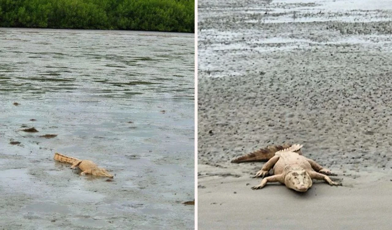 Yaşam alanı sır gibi saklanıyordu! Mutasyon geçirmiş altın canavarı turistler fark etti - 2. Resim