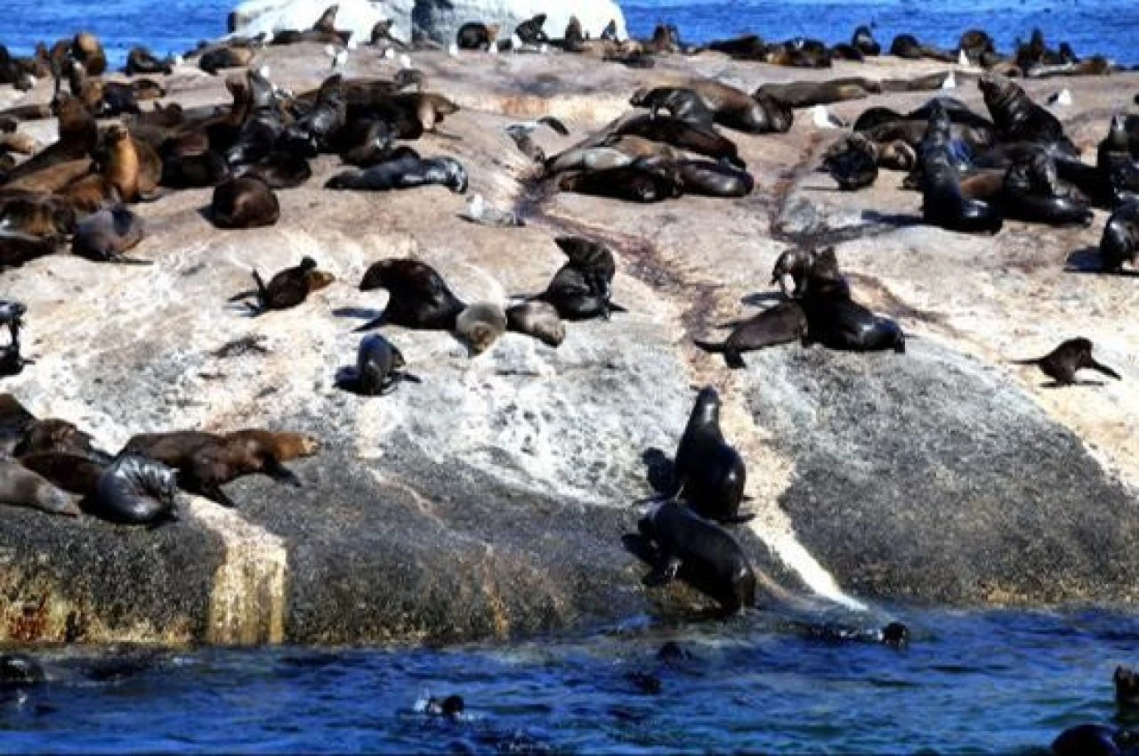 Fokun ısırdığı köpek kuduz oldu! Deniz memelilerinde bir ilk: Virüs yayılıyor