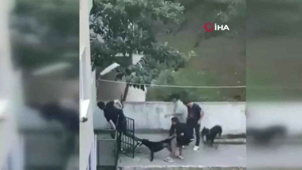 İstanbul'da pitbull dehşeti: 4 kişi genci zor kurtardı - 1. Resim