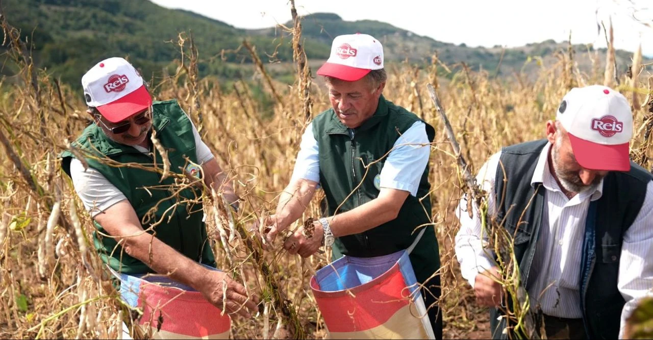 Reis Bakliyat Köylerinde Akkuş Şeker Fasulyesi Hasadına Başladı - 1. Resim