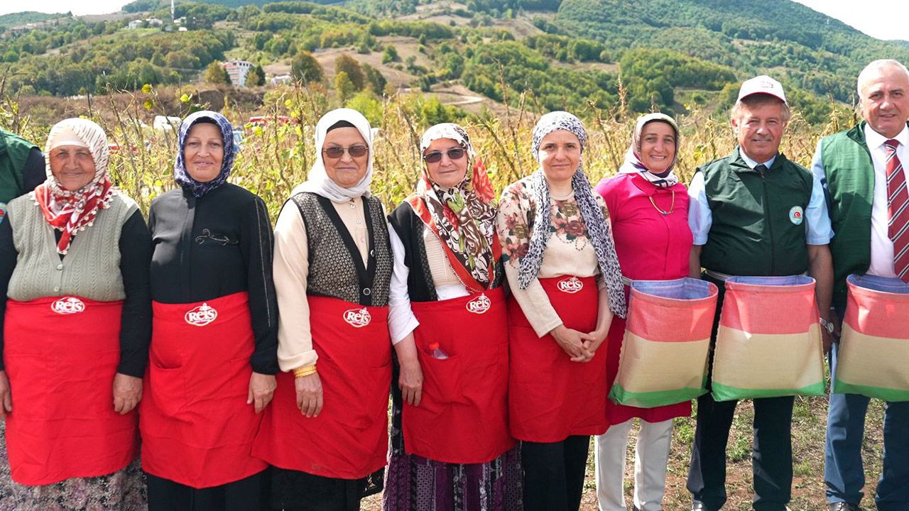 Reis Bakliyat Köylerinde Akkuş Şeker Fasulyesi Hasadına Başladı