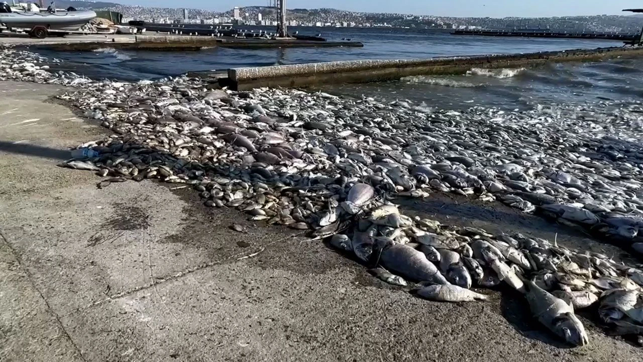 İzmir Körfezi'ndeki çevre kirliliğinin haritası uzaydan görüntülendi! Türk bilim insanları özel kod yazarak işaretledi - 1. Resim