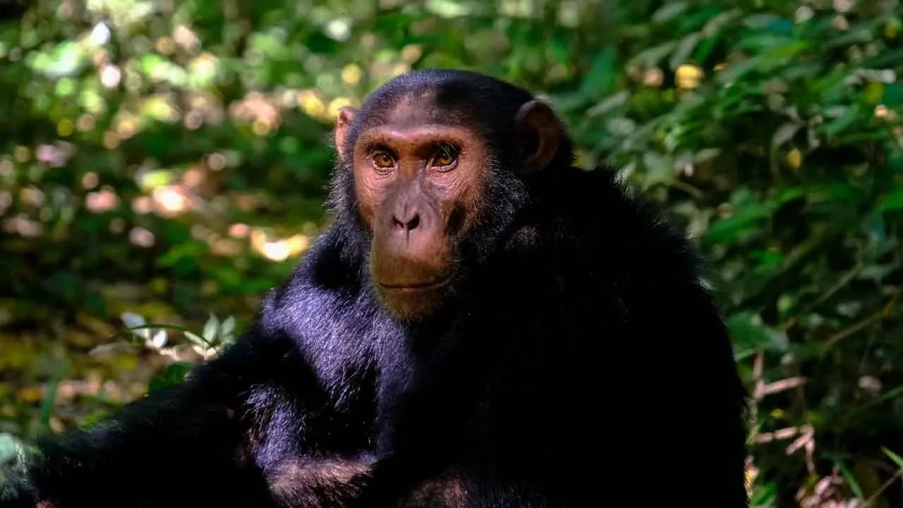 Şempanze anneyi ısırıp bebeği çalıp kaçtı! Dehşet aramalarda gün yüzüne çıktı - 1. Resim