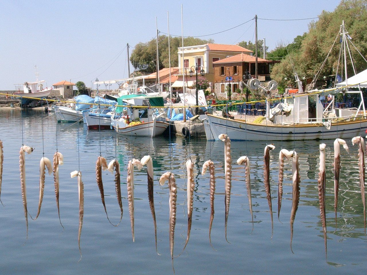 Midilli Adası kalamar