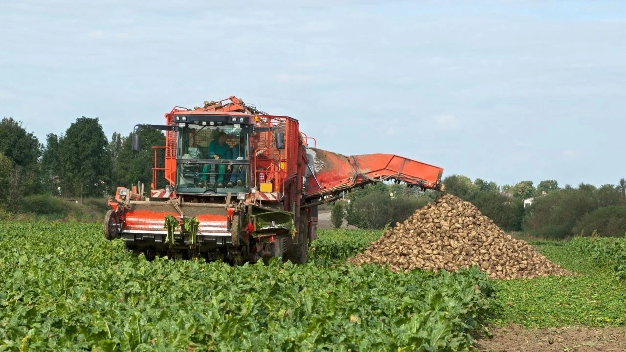 Şeker pancarı alım fiyatı belli oldu! Türkşeker ton başına fiyatı açıkladı - 1. Resim