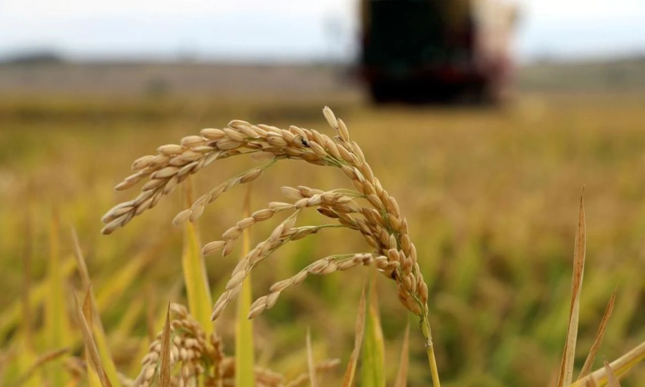 Çeltik namıdiğer 'beyaz altın'ın hasadına başlandı: Kuraklık rekolteye yansıdı - 2. Resim