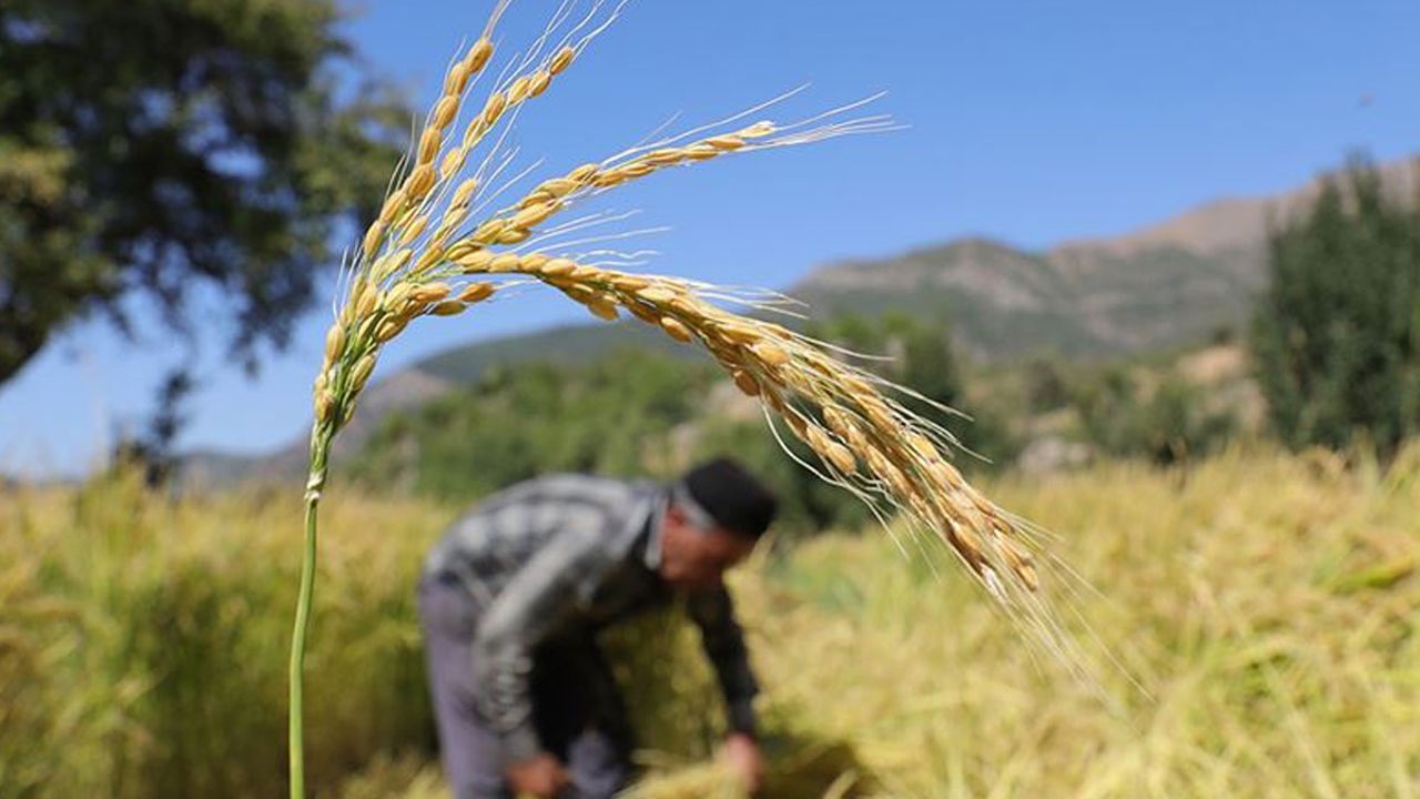 Çeltik namıdiğer &#039;beyaz altın&#039;ın hasadına başlandı: Kuraklık rekolteye yansıdı